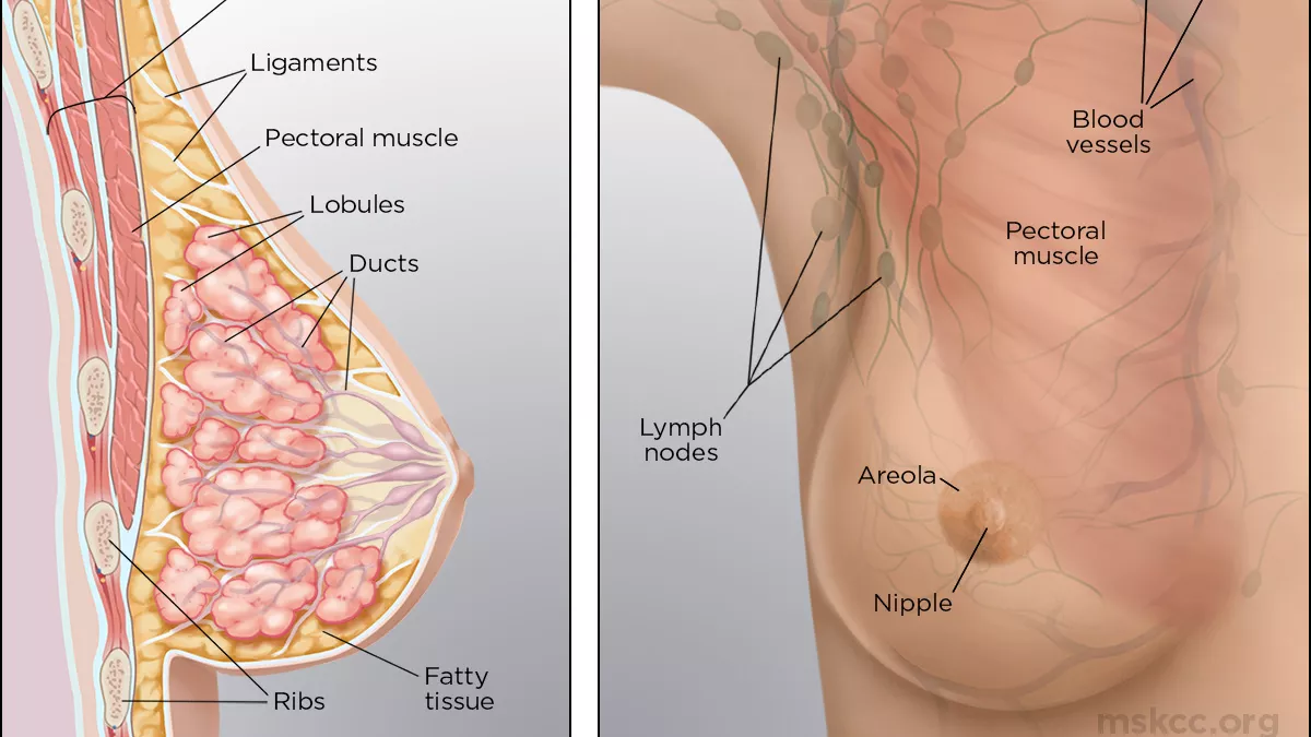 This illustration shows what a breast looks like inside and outside. 