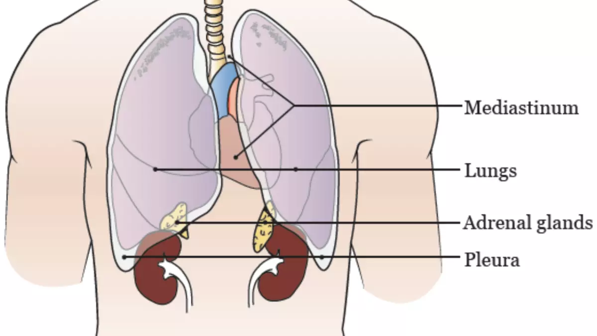 Anatomy of the respiratory system with the mediastinum, lungs, adrenal glands, and pleura labeled. 