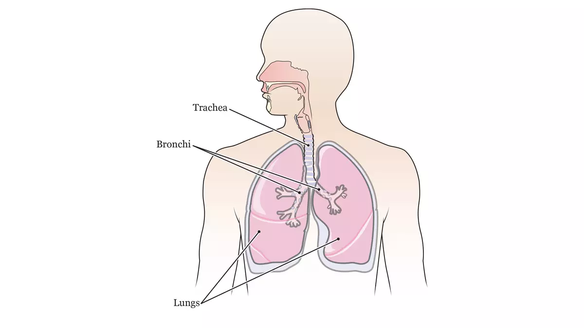 The anatomy of the lungs