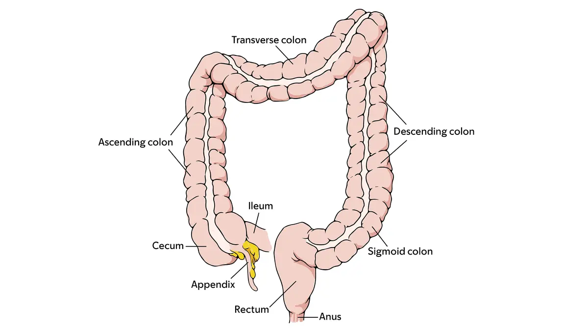 Image of the rectum, anus, different parts of the colon, cecum, appendix, and ileum. 