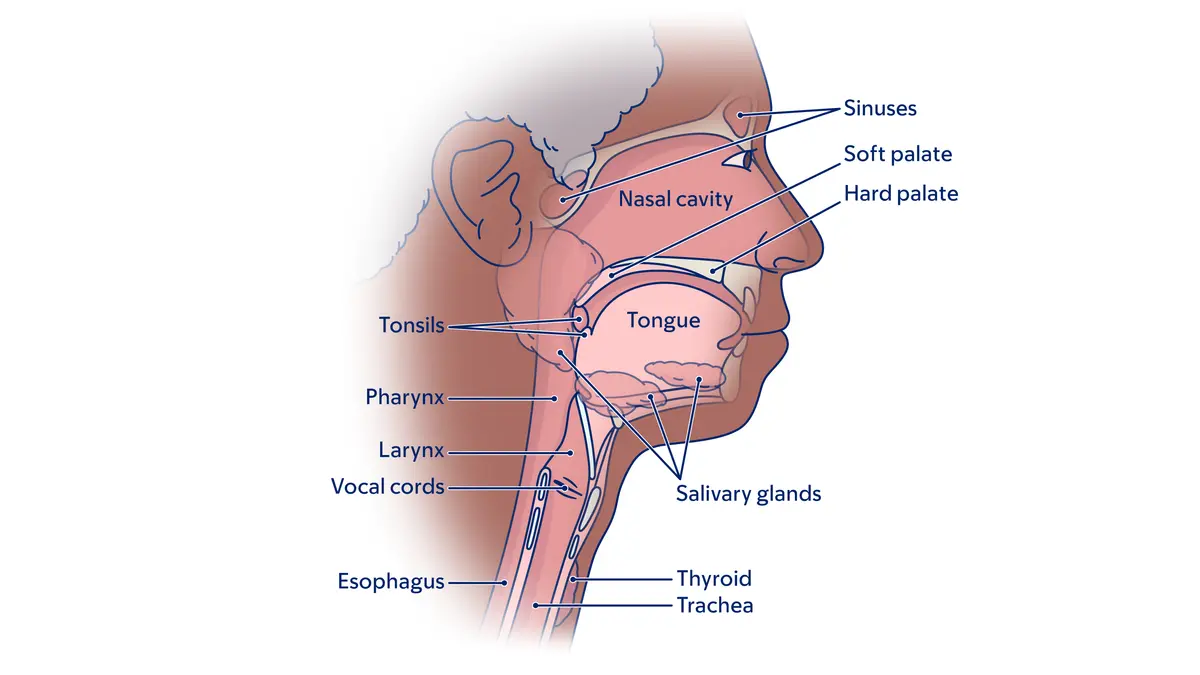 Illustration of parts of the head and neck, including tongue, throat, sinuses, nasal cavity, and salivary glands. 