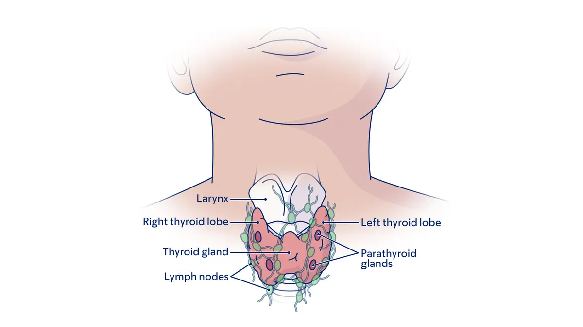 Illustration of parts of the thyroid, including parathyroid, lobes, thyroid gland, and lymph nodes. 