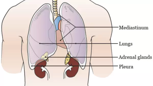 Anatomy of the respiratory system with the mediastinum, lungs, adrenal glands, and pleura labeled. 