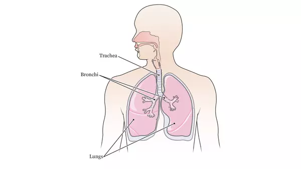 The anatomy of the lungs