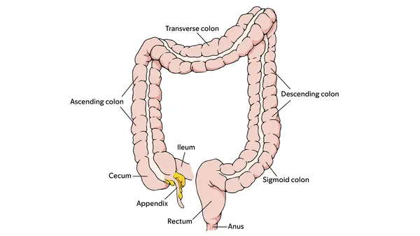 Image of the parts of a colon showing the anus, rectum, the sigmoid, descending, transverse and ascending colon, and the cerum, ileum, and appendix. 