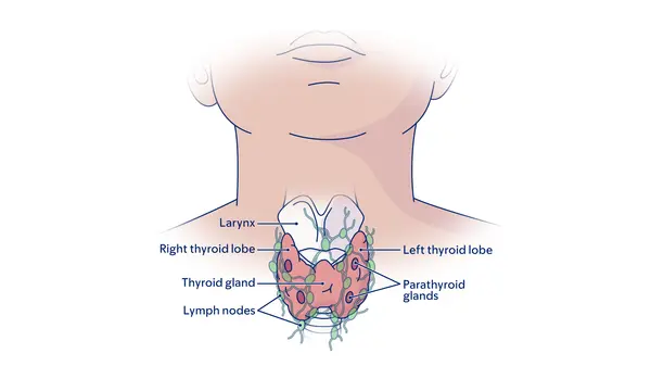 Illustration of parts of the thyroid, including parathyroid, lobes, thyroid gland, and lymph nodes. 